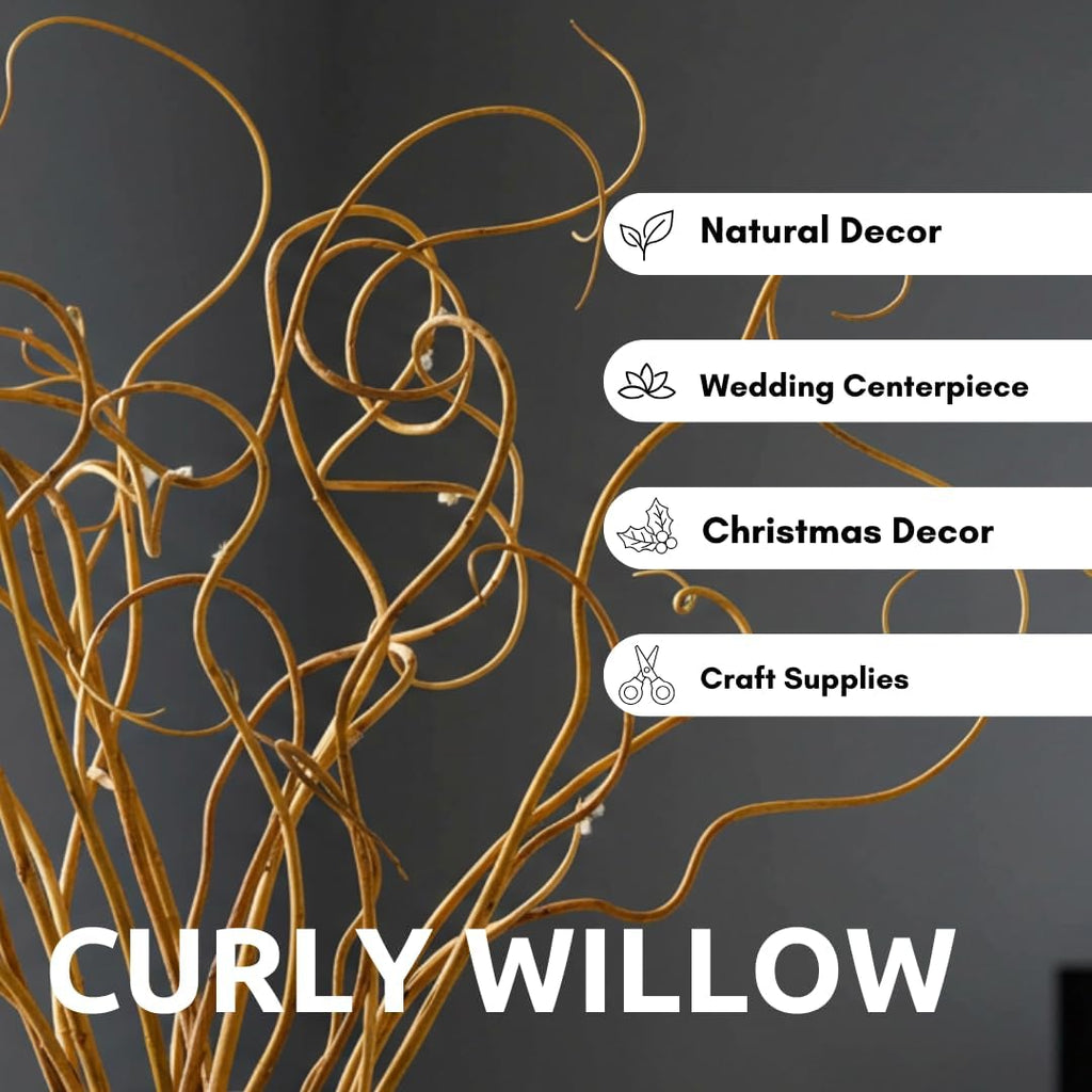 CZ Grain Natural Curly Willow Branches for Decor, 16-24 Inches Long - Wedding Centerpieces, Christmas Decorations, Floral Arrangements, Wreathmaking & Craft Projects (50 Curly Branches)