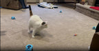 Interactive Cat Toys for Indoor Cats Chasing Running Hunt Instinct Exercise