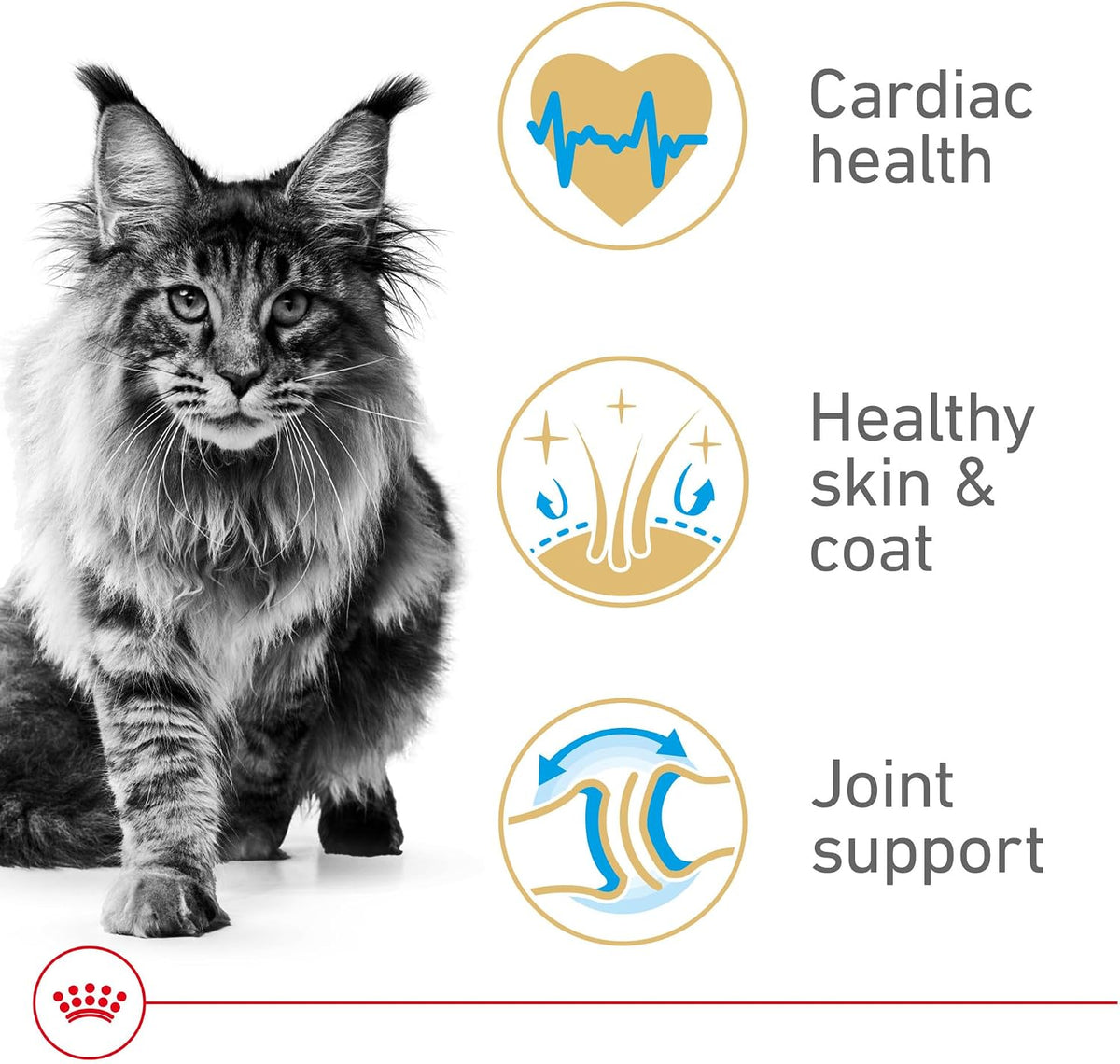 Royal Canin Feline Breed Nutrition Maine Coon Adult Dry Cat Food, 14 lb Bag