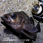 VARIVAS Avani Saltwater Finesse PE X8