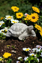 Concrete Box Turtle Statue Detailed Wild Turtle Figurine Outdoor Massive Turtle Sculpture
