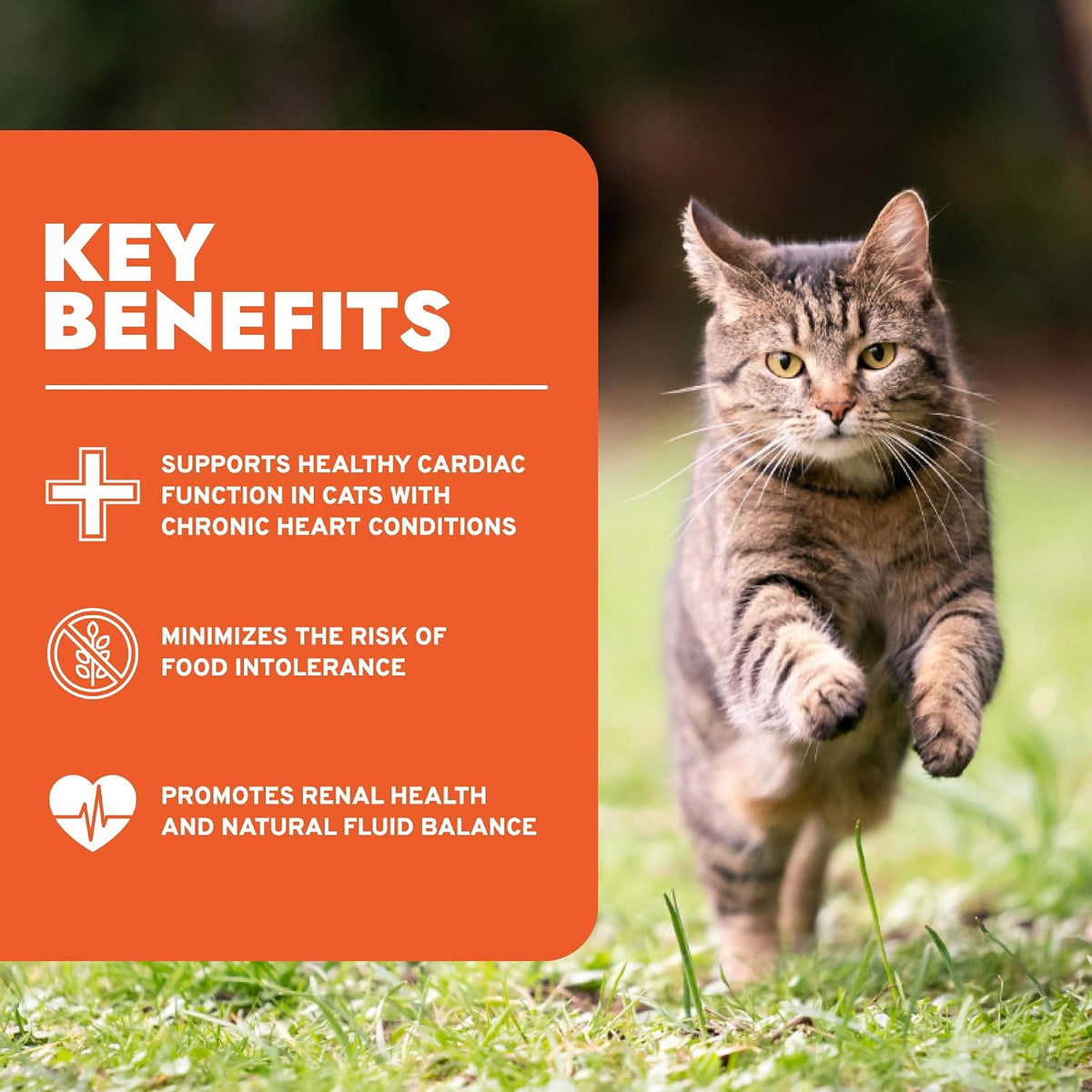 Forza10 - Renal Wet Cat Food for Kidney Support, 3.5 oz, 32-Pack
