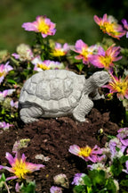 Concrete Box Turtle Statue Detailed Wild Turtle Figurine Outdoor Massive Turtle Sculpture